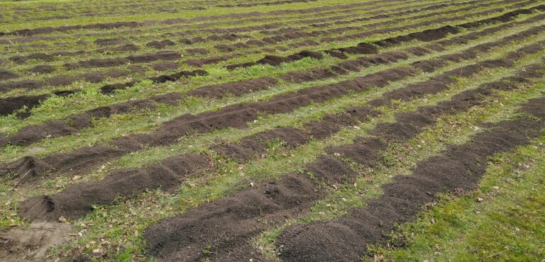 Kompost auf die Reihen verteilt.
