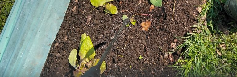 Nach dem Frost – eine unterstützende Homöopathiegabe