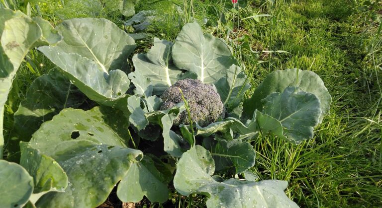 Kohl-Kulturen – Zittern und Bangen inklusive