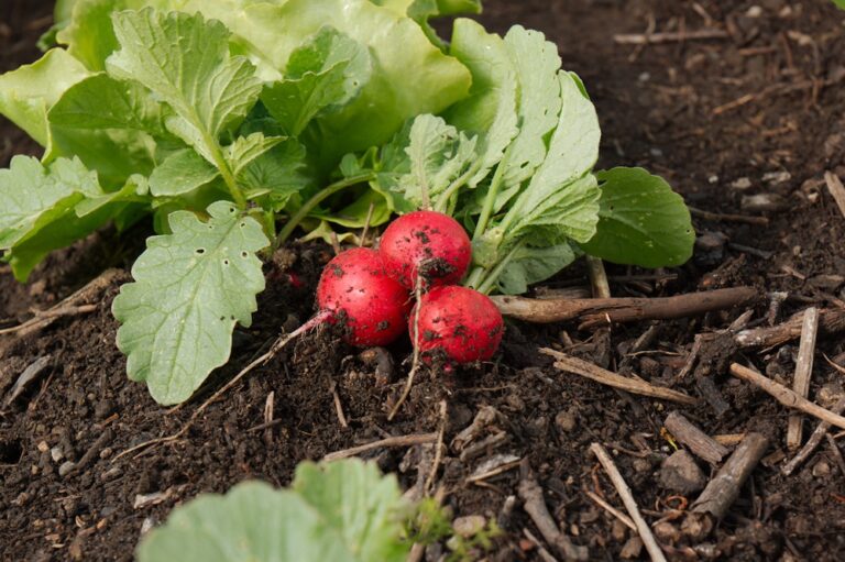 Saatgut ist nicht gleich Saatgut…